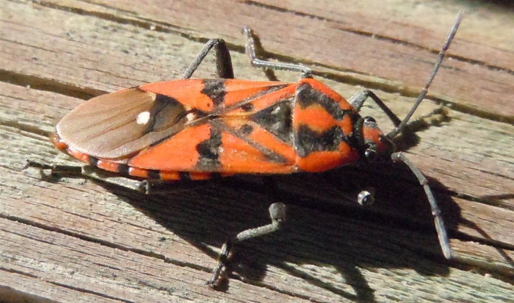 Lygaeidae: Spilostethus pandurus della Campania (NA)